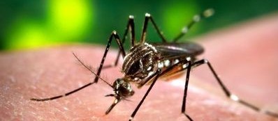 Maringá tem 31 casos de dengue confirmados, de acordo com Sesa