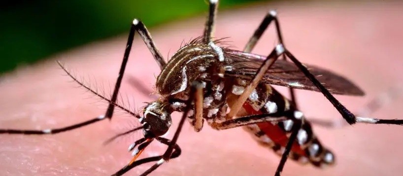 Foz do Iguaçu registra mais de 200 casos de dengue em um dia