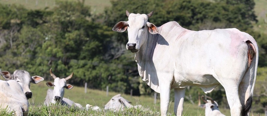 Possível caso de vaca louca é investigado em Minas Gerais