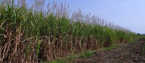 Safra de cana-de-açúcar atinge 85% no Paraná