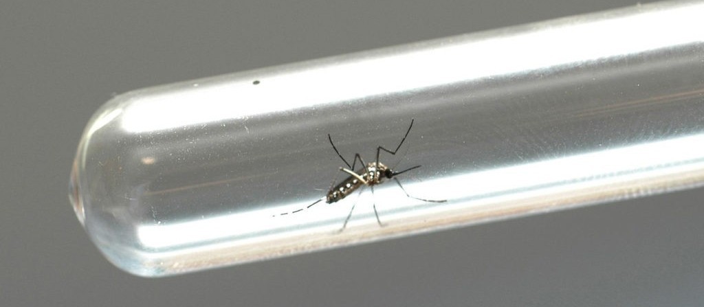 Duas cidades da região registram morte por dengue, aponta Sesa