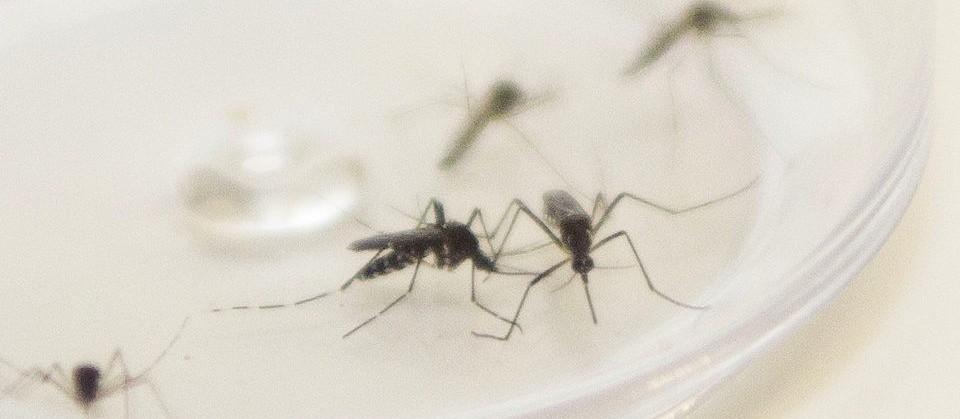 Índice de infestação do mosquito da dengue em Campo Mourão sobe para 2,02%