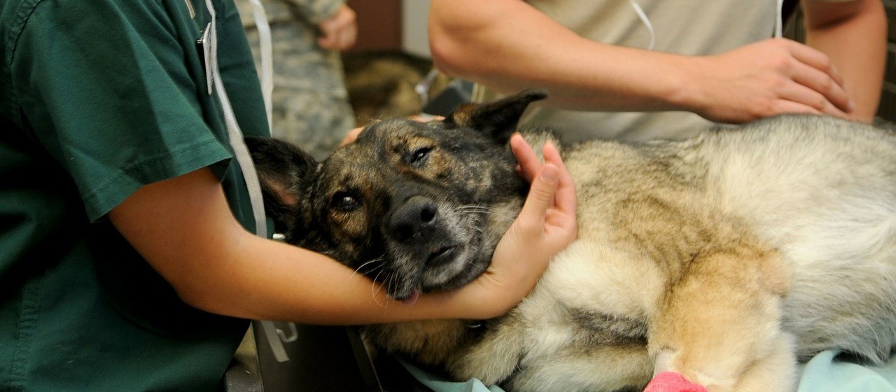 No Dia Mundial da Saúde Bucal veterinários alertam: os dentes dos pets também precisam de cuidados