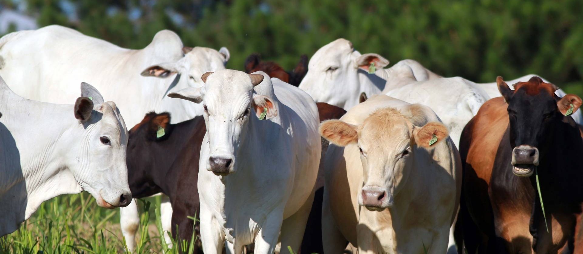 Brasil avança em importações de carne bovina para a China