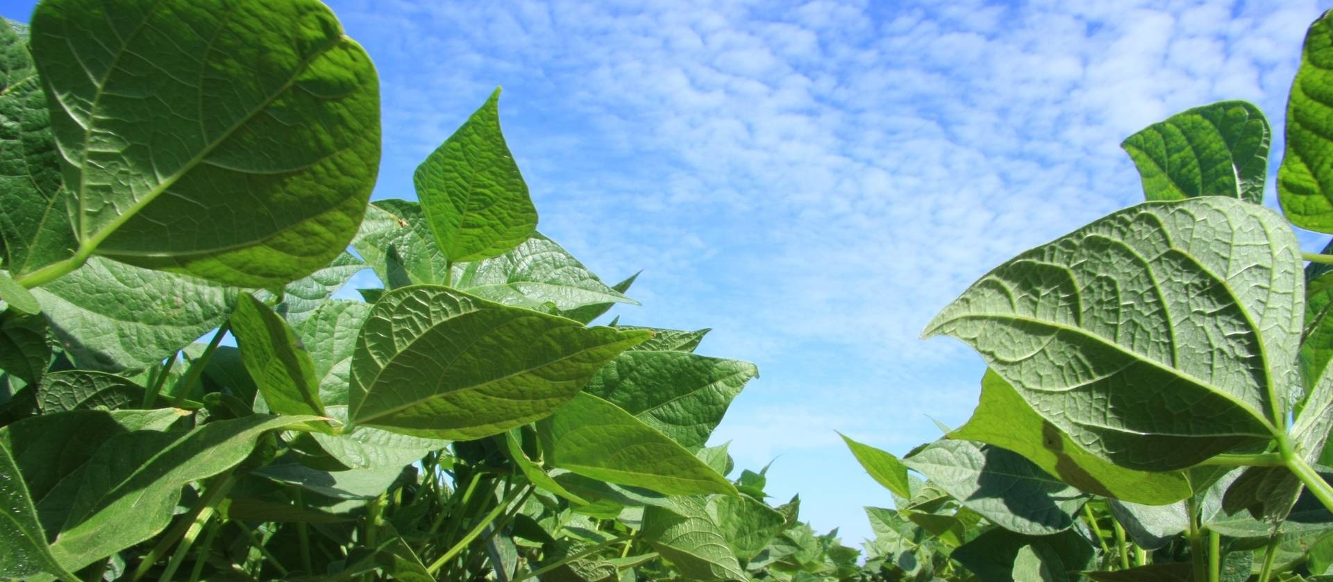 Plantio da safra de soja avança para 65% da área no Paraná