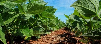 Plantação da soja avança no Paraná
