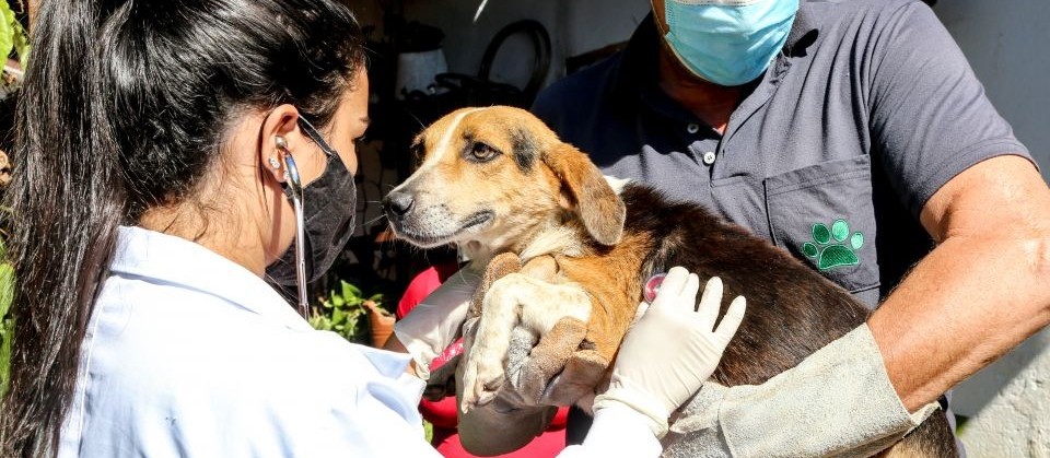 Maringá terá mutirão para castração de pets