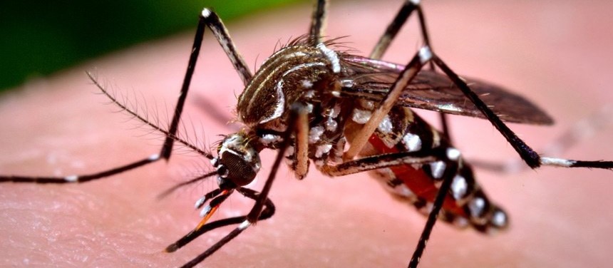 Secretaria de Saúde confirma 1ª morte por dengue este ano em Maringá