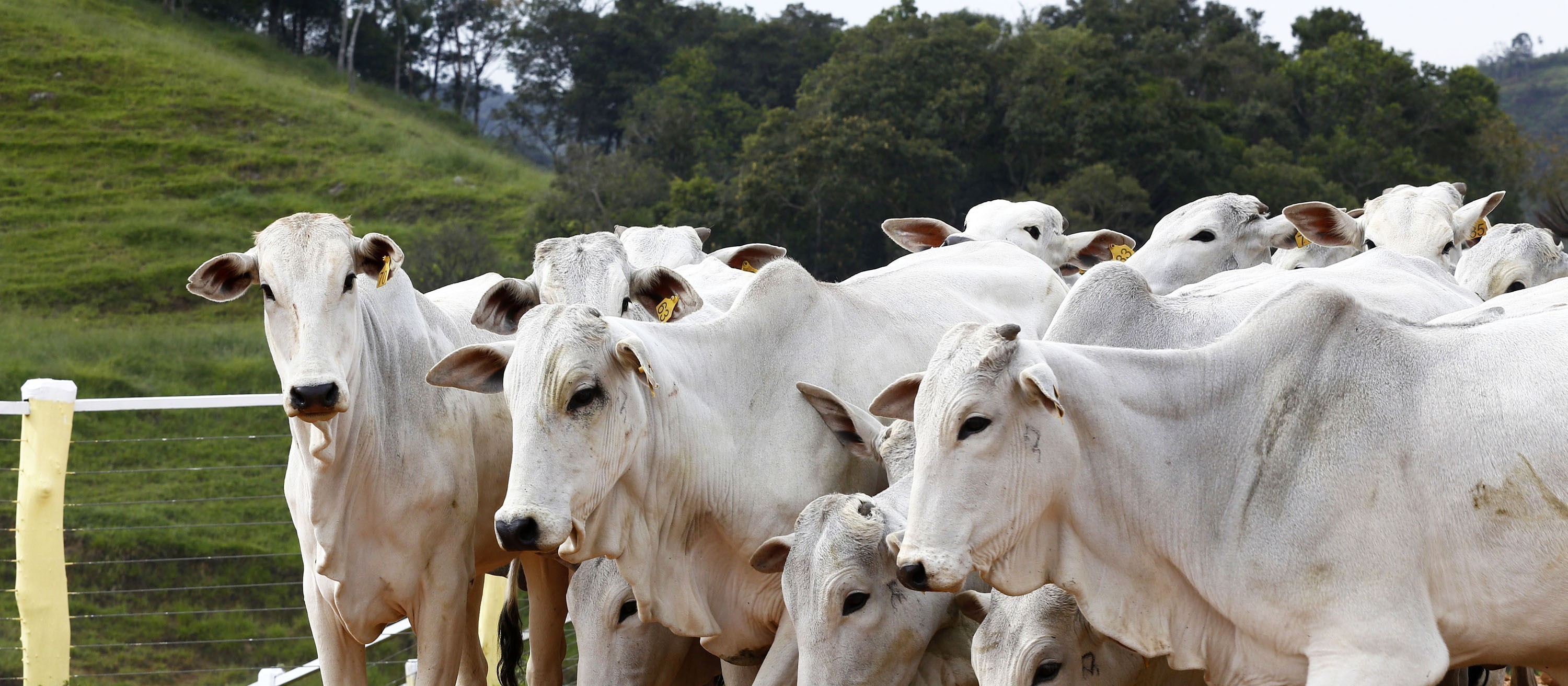 Preços do boi gordo recuam no mercado físico brasileiro 