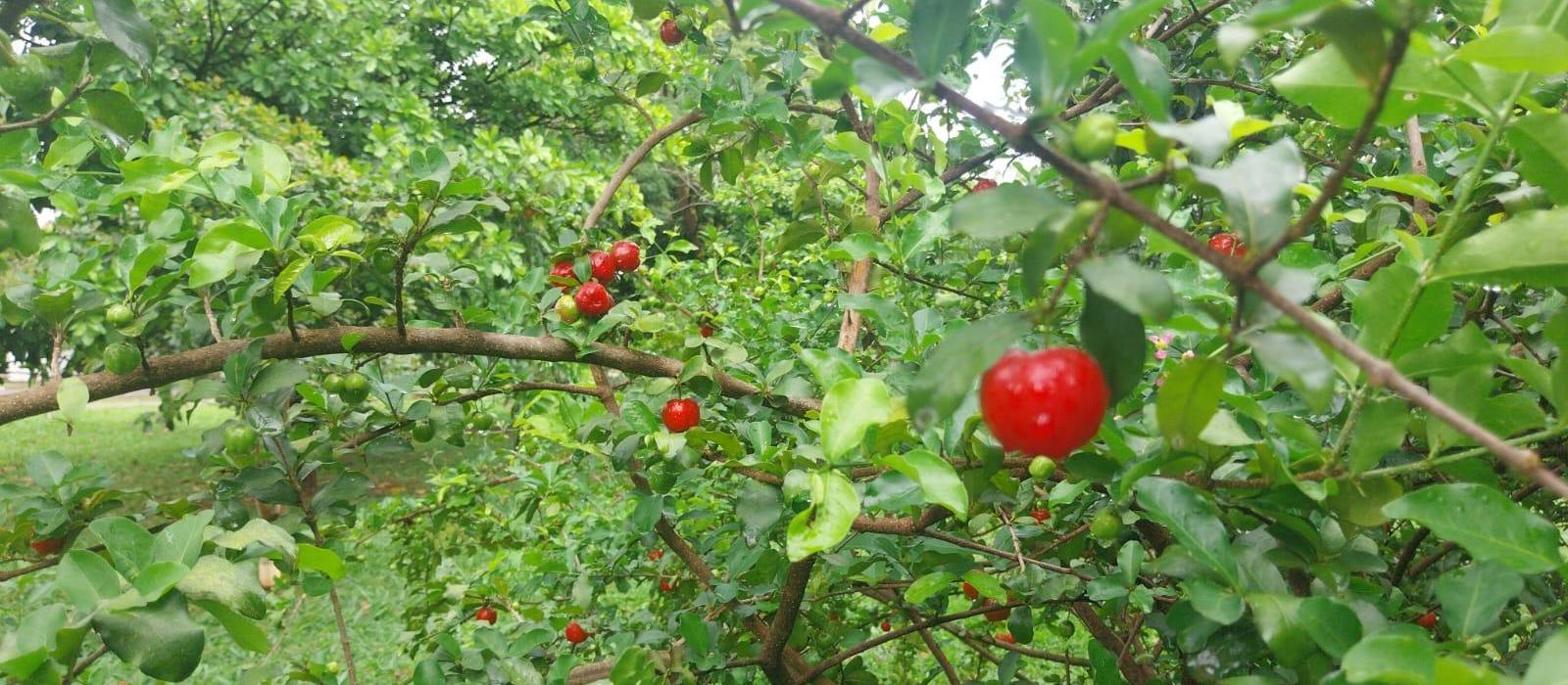 Nutricionista explica diferença entre pitanga e acerola, frutas disponíveis à população em passeios públicos