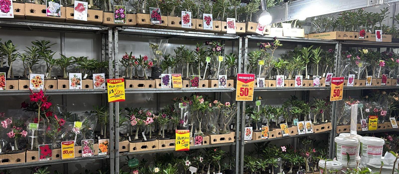 Mais de 150 variedades de Rosa do Deserto estão na Feira