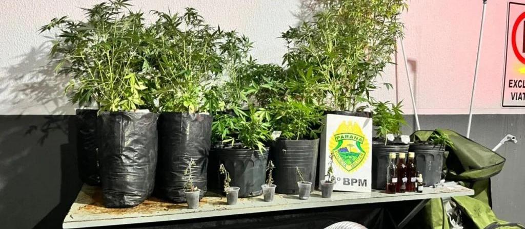 Cultivo de maconha é descoberto em sala comercial na Avenida Brasil