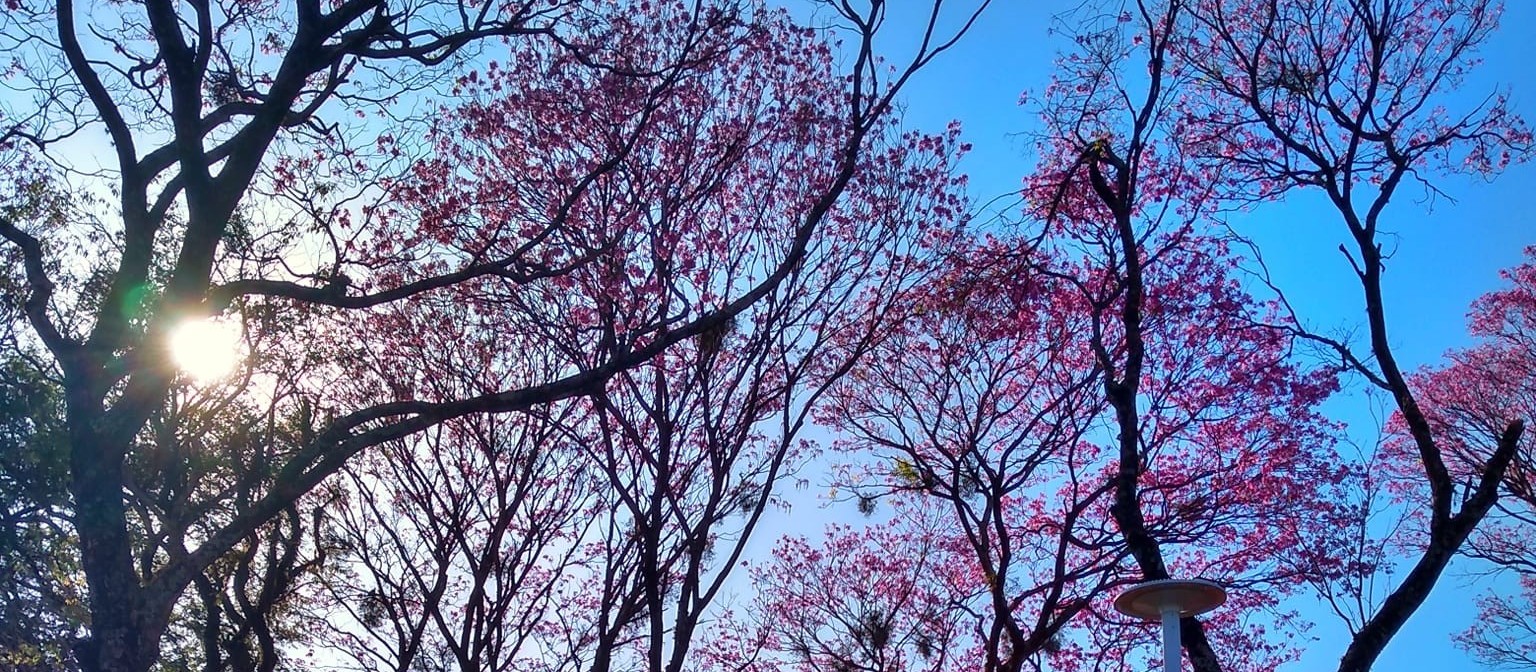 Semana começa com tempo seco e altas temperaturas em Maringá