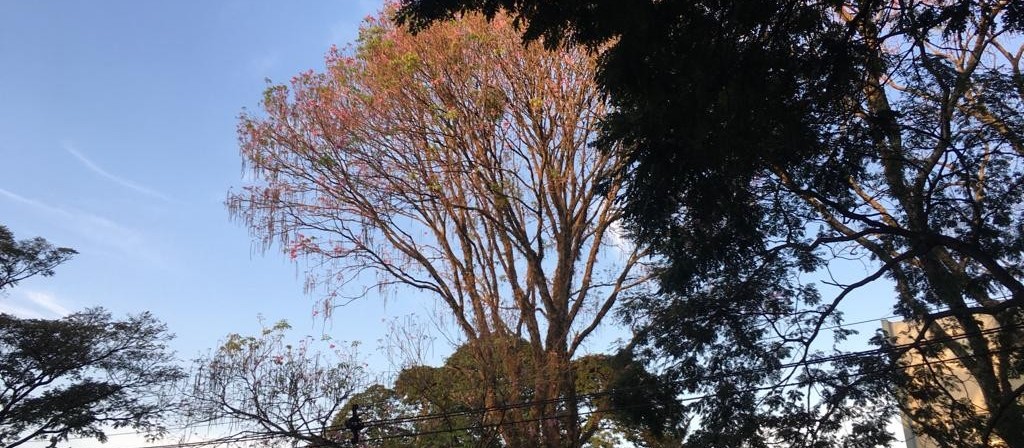 Domingo sem previsão de chuva e temperatura máxima de 29ºC 