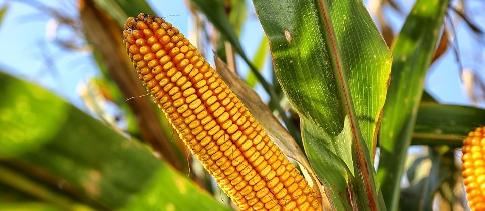 Preço do milho pode cair, segundo analistas