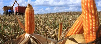 Governo confirma redução de 10% para a safra de grãos de verão 2017/18
