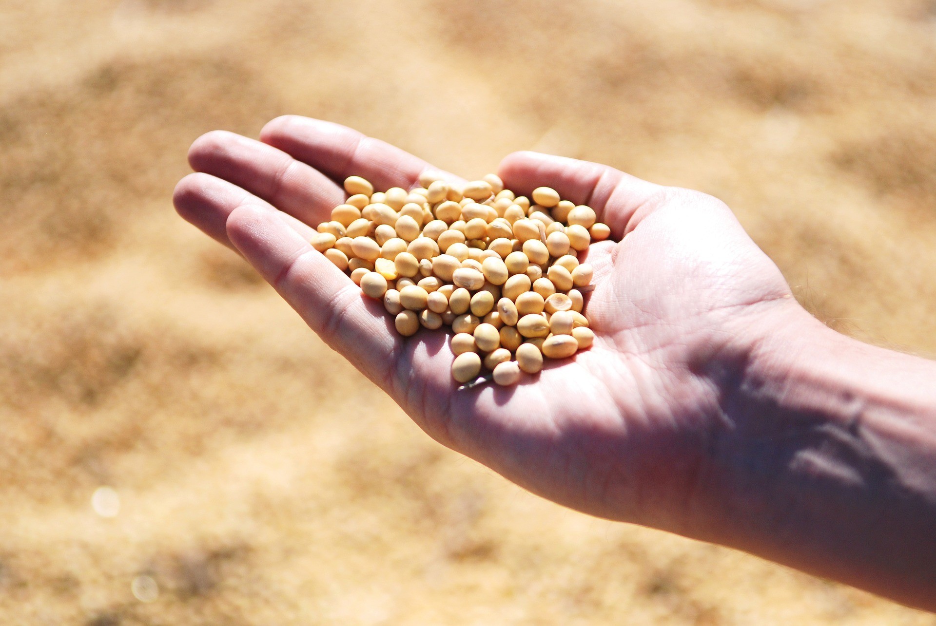 86% da soja da safra passada já foi comercializada 