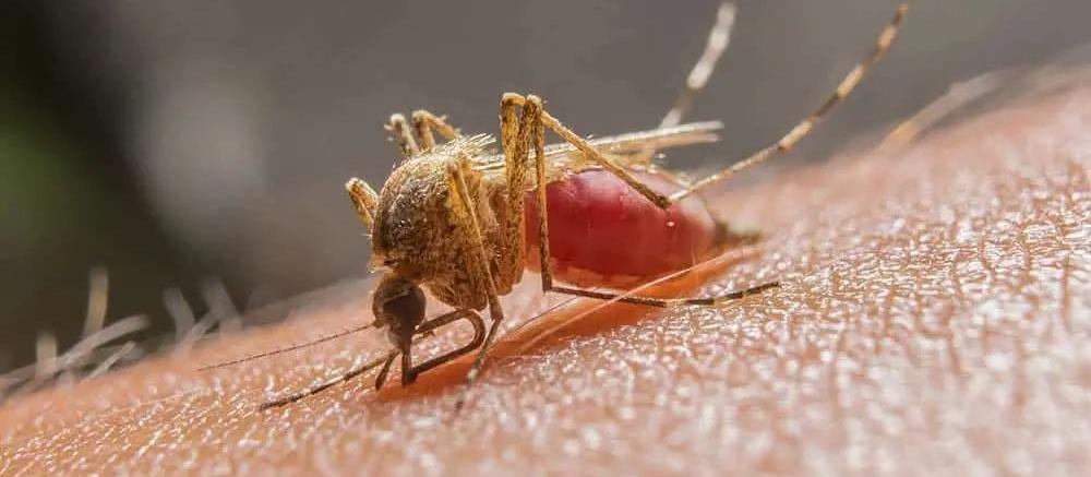 Sesa atualiza os casos de malária em monitoramento