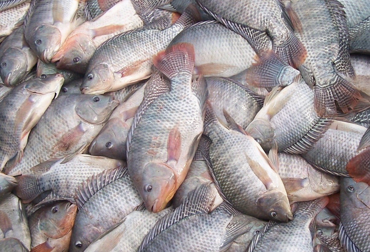Preço médio da tilápia cai em Mato Grosso do Sul e São Paulo