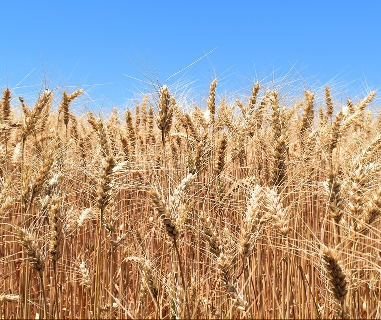 Tempo seco e temperaturas altas podem diminuir rendimento das lavouras de trigo no Paraná