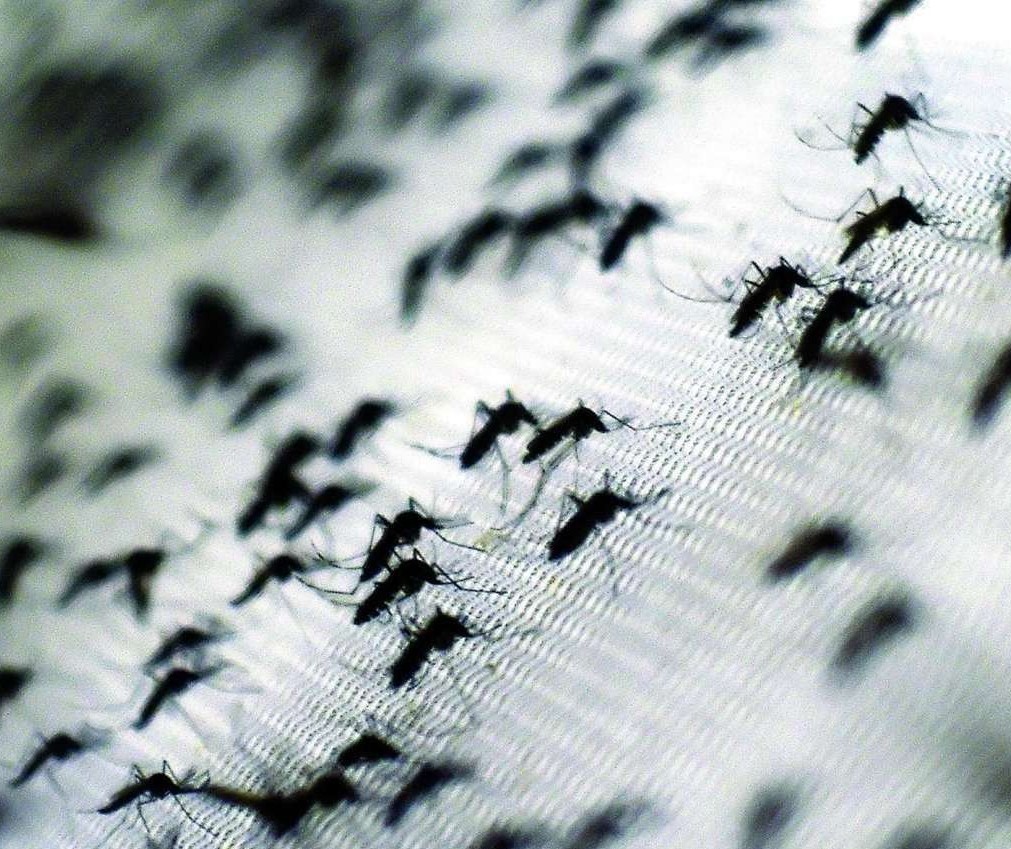 Maringá tem mais de 3.300 casos de dengue confirmados