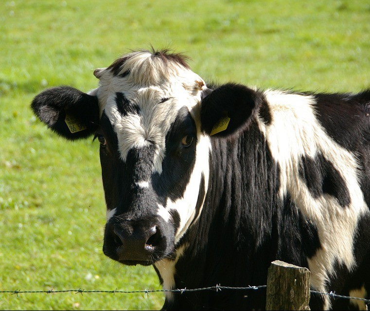 Vaca gorda custa R$ 132 a arroba em Maringá e Umuarama