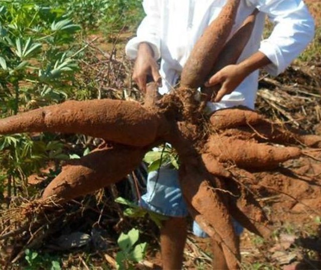 Raiz de mandioca custa R$ 475 a tonelada em Campo Mourão 