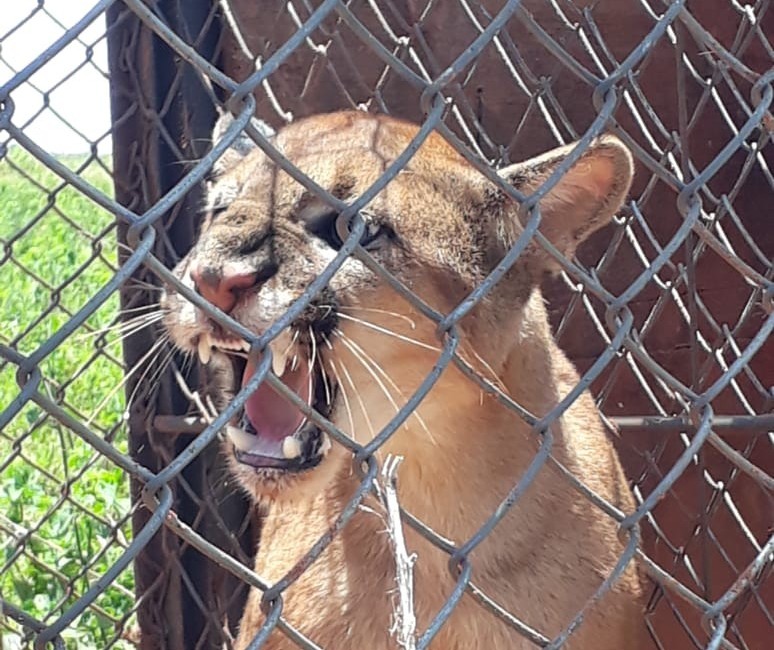 Após morte de animais, fazendeiro captura onça-parda