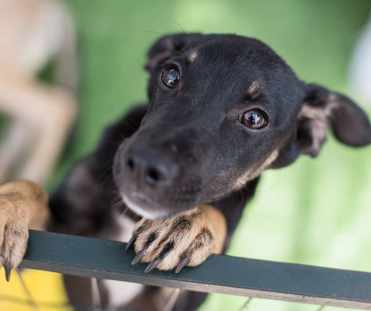 Projeto de lei proíbe que se dificulte a alimentação de animais comunitários