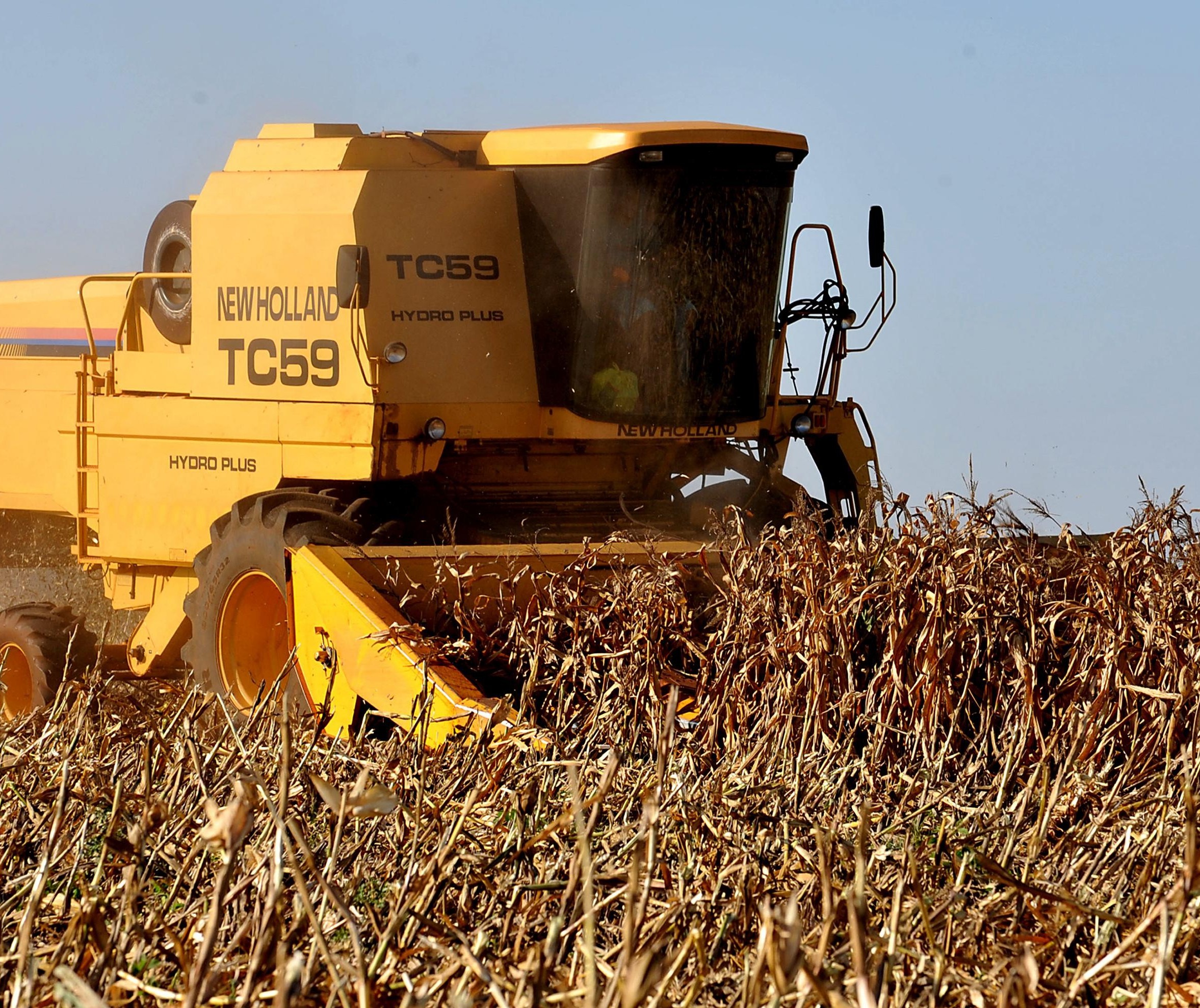 Colheita do milho: produção está em torno de 5 mil quilos por hectare  