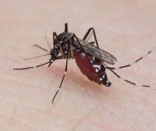 Casos de chikungunya são registrados na região noroeste do Paraná