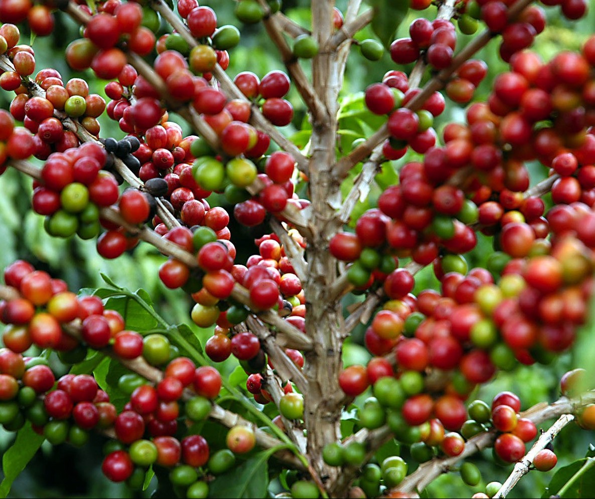 Colheita do café chega a 16% no Paraná