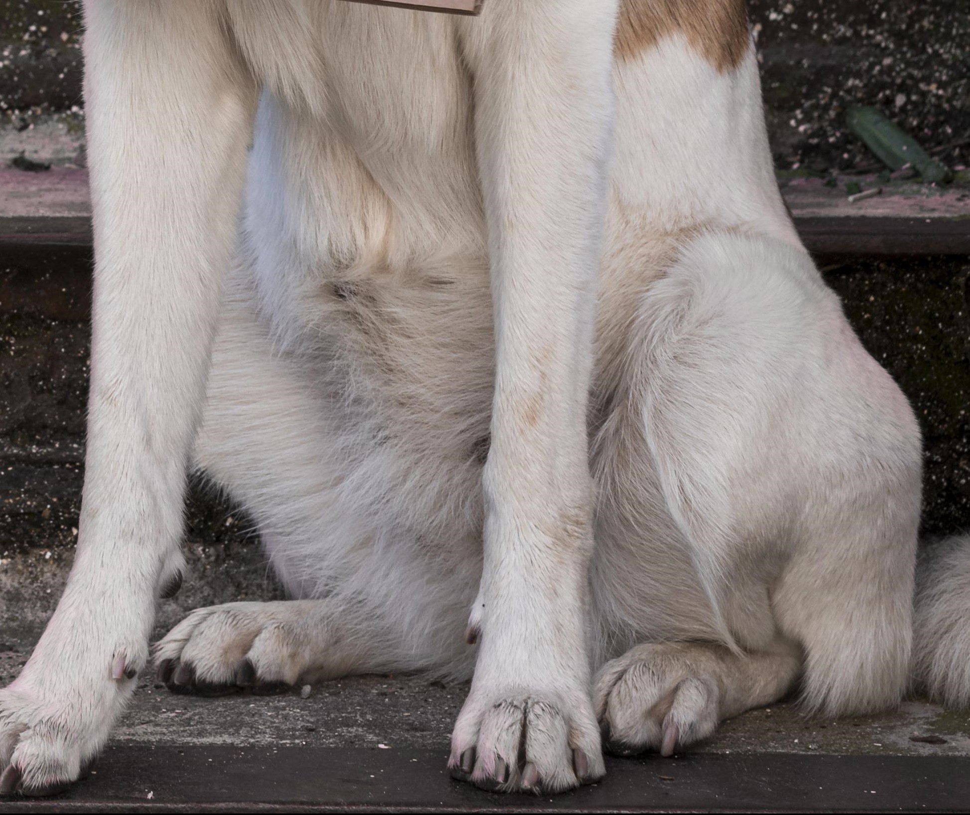 Ouvinte reclama de cão agressivo solto na rua do Jardim Real em Maringá