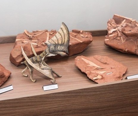 Nova espécie de pterossauro é descoberta em Cruzeiro do Oeste