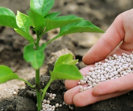 Projeto desenvolvido por cientistas possibilita o uso de resto de cervejeiras para fertilizantes agrícolas 