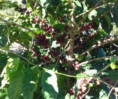 Café em coco custa R$ 6,70 o quilo em Jacarezinho 