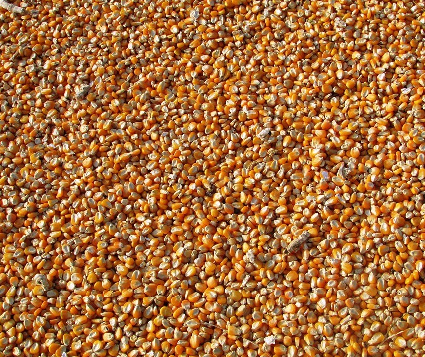 Quebra da safrinha de milho pode chegar a 25% na região de Maringá