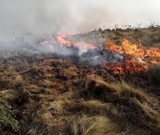 Bombeiros combatem incêndio às margens da BR-376