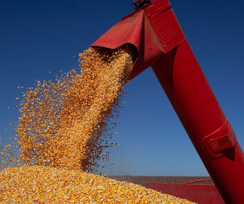 Produção da safra de milho deve atingir 115,6 mi de toneladas