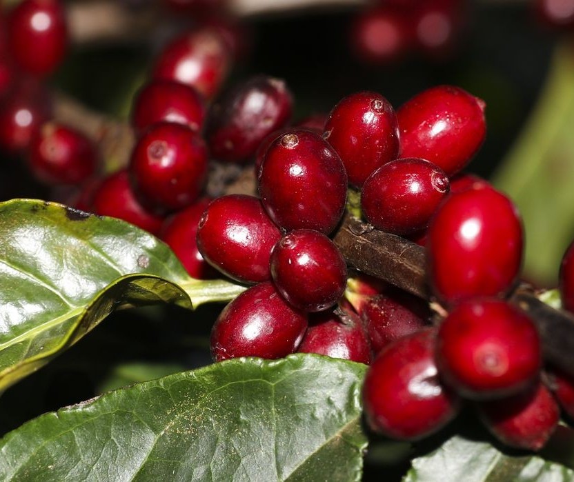 Safra de café pode chegar a 53,4 milhões de sacas em 2022