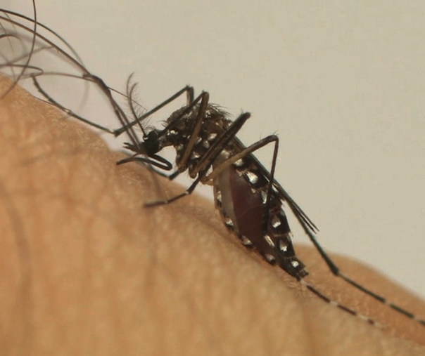 Maringá continua como segunda cidade com mais casos de dengue