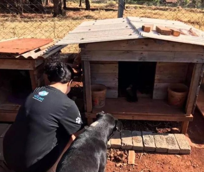 Em Maringá, ‘cãodomínios’ levam moradia e alimentos para cerca de 50 cães