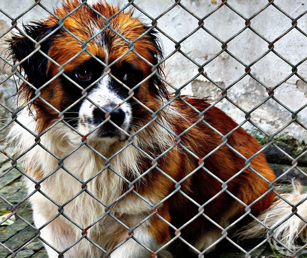 Projeto de lei propõe dobrar multa por maus-tratos a animais em Maringá