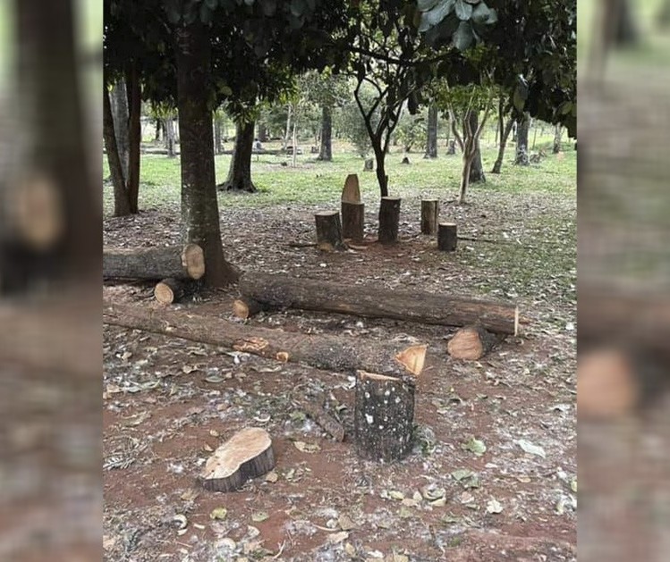 Quantidade de troncos no Bosque das Grevíleas chama atenção em Maringá