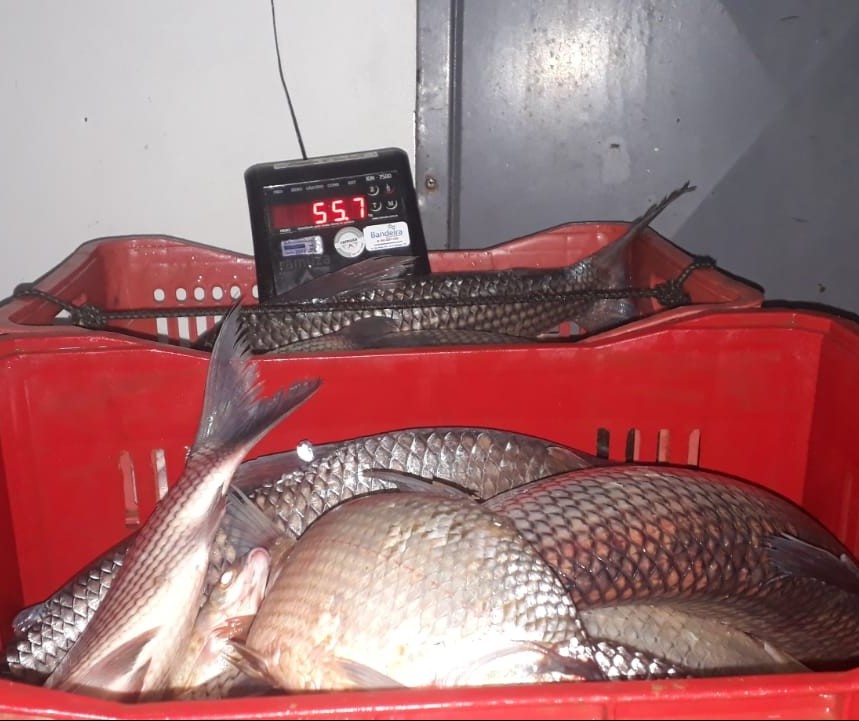 Homens são presos por pescar ilegalmente quase 120 kg de peixe no Rio Ivaí, diz polícia