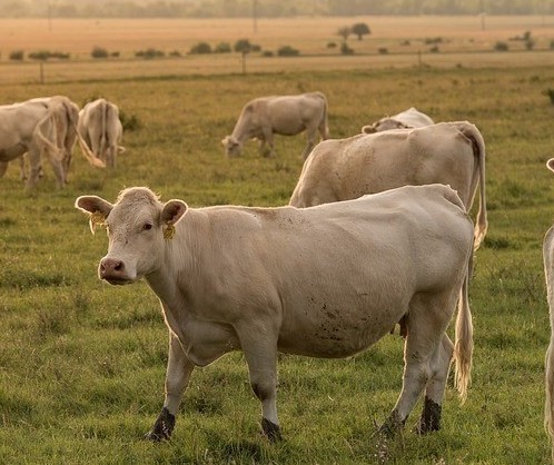 Vaca gorda custa R$ 180 a arroba em Londrina