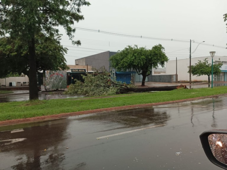 Chuva derruba árvores e deixa casas sem energia neste domingo em Maringá