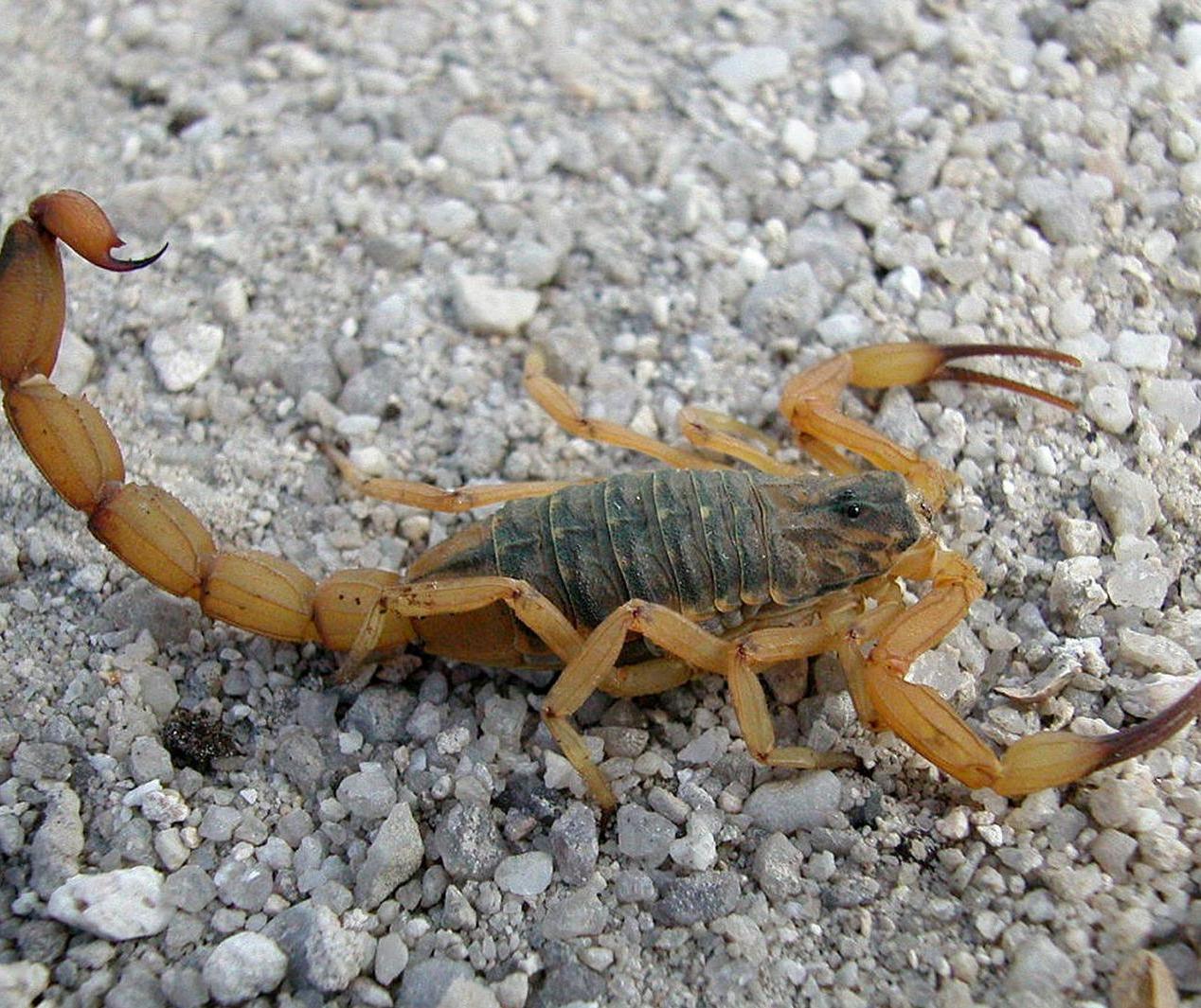 Jardim Olinda está entre as cidades com mais incidência de escorpiões