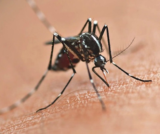 Com oito mortes, Maringá tem 6.896 casos de dengue