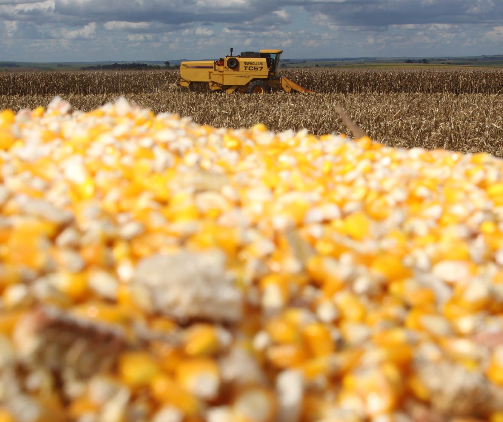 Temporada do milho começa com preços acima da média histórica